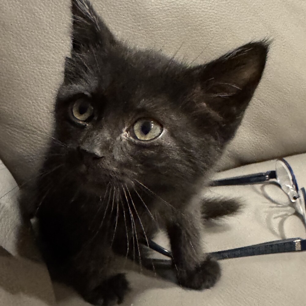 Nickel, an adoptable Domestic Short Hair in Aurora, CO, 80016 | Photo Image 2