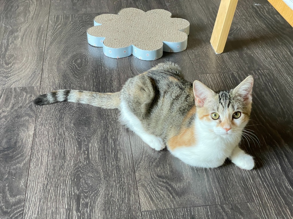 Maggie
