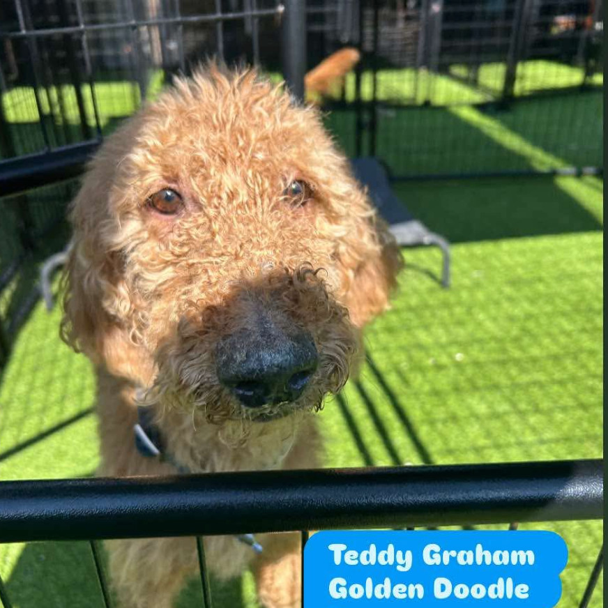 Teddy Graham