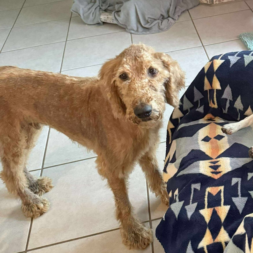 Teddy Graham