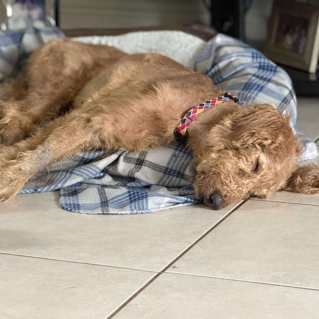 Teddy Graham