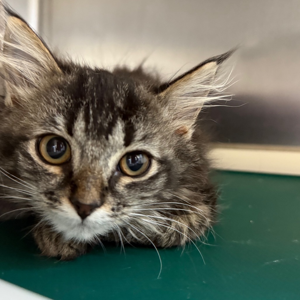 Bubbles, an adoptable Domestic Long Hair in Buffalo, WY, 82834 | Photo Image 1