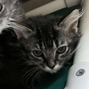 Bubbles, an adoptable Domestic Long Hair in Buffalo, WY, 82834 | Photo Image 2