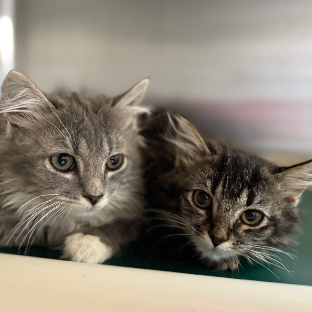 Bubbles, an adoptable Domestic Long Hair in Buffalo, WY, 82834 | Photo Image 3