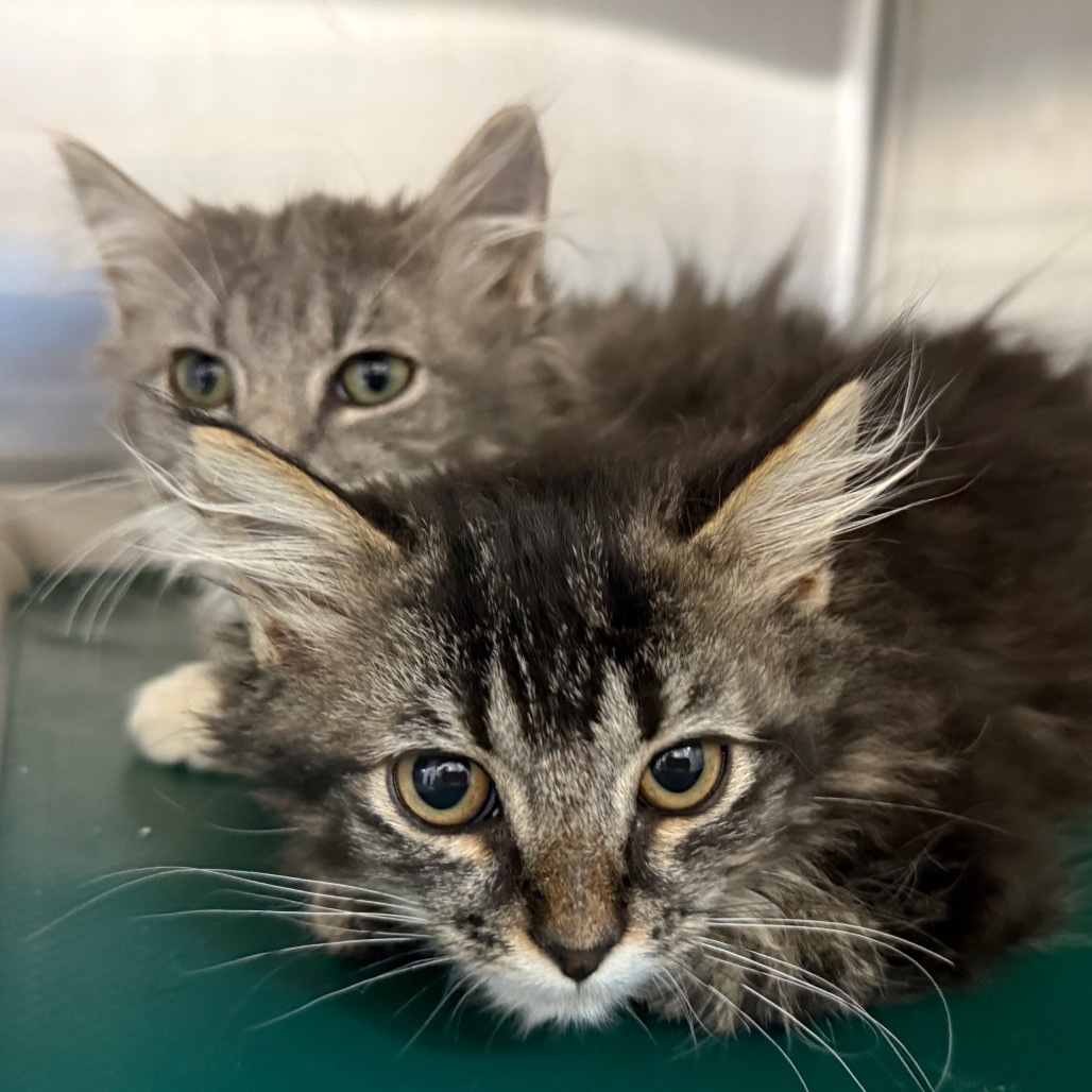 Bubbles, an adoptable Domestic Long Hair in Buffalo, WY, 82834 | Photo Image 4