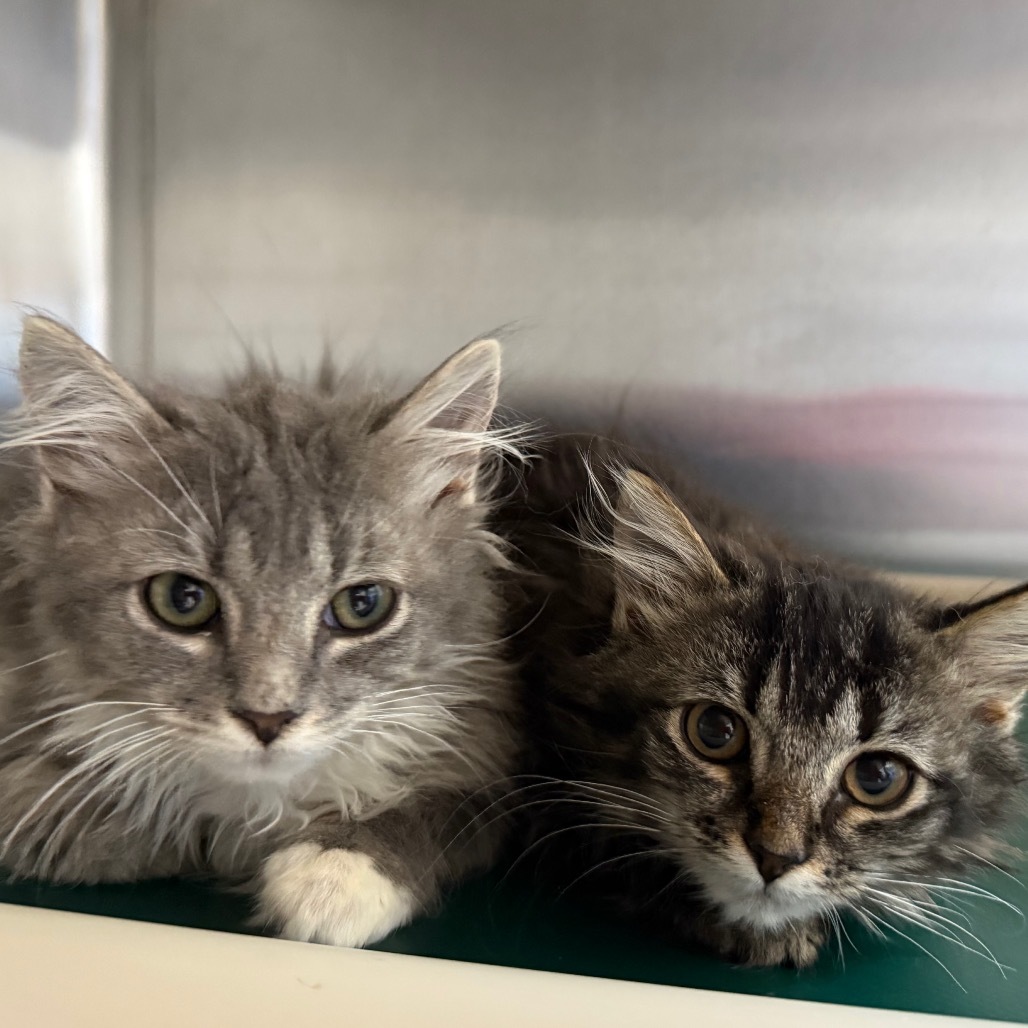 Bubbles, an adoptable Domestic Long Hair in Buffalo, WY, 82834 | Photo Image 5
