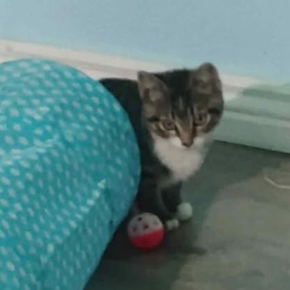 Dryer, an adoptable Domestic Short Hair in Buffalo, WY, 82834 | Photo Image 1