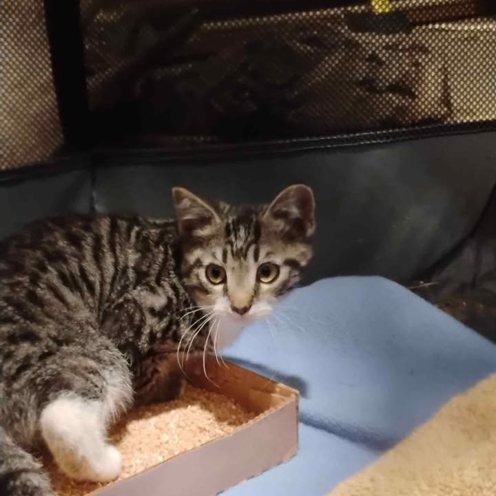 Dryer, an adoptable Domestic Short Hair in Buffalo, WY, 82834 | Photo Image 2