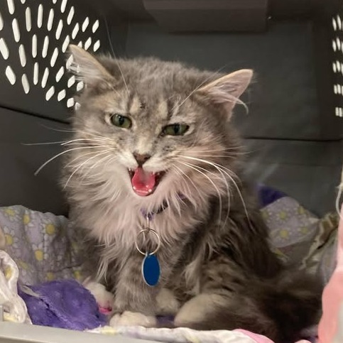 Blossom, an adoptable Domestic Long Hair in Buffalo, WY, 82834 | Photo Image 1