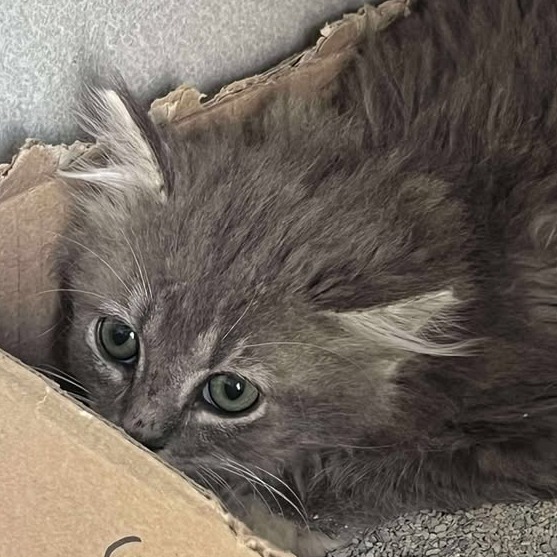 Blossom, an adoptable Domestic Long Hair in Buffalo, WY, 82834 | Photo Image 2