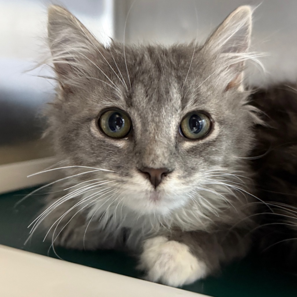 Blossom, an adoptable Domestic Long Hair in Buffalo, WY, 82834 | Photo Image 3