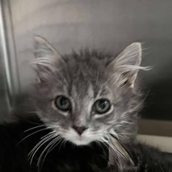 Blossom, an adoptable Domestic Long Hair in Buffalo, WY, 82834 | Photo Image 4