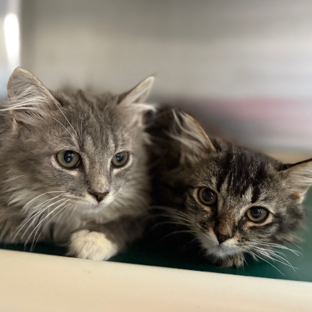 Blossom, an adoptable Domestic Long Hair in Buffalo, WY, 82834 | Photo Image 5