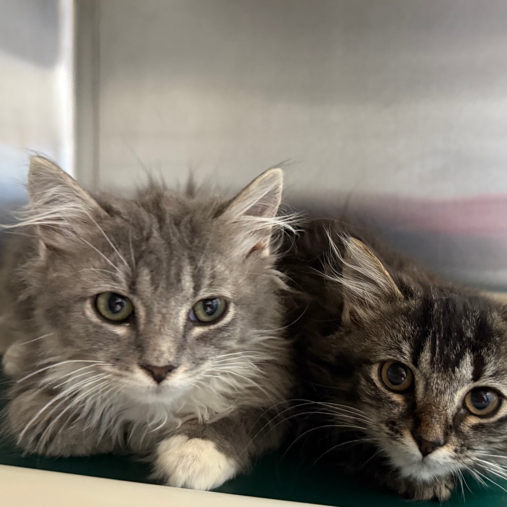 Blossom, an adoptable Domestic Long Hair in Buffalo, WY, 82834 | Photo Image 6