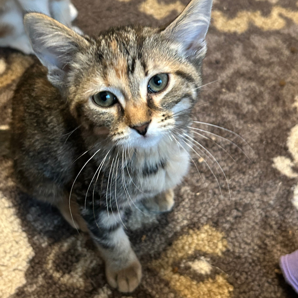 Rascal