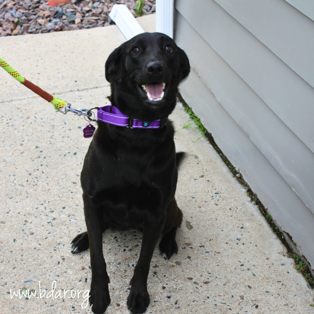 Robin, an adoptable Black Labrador Retriever, Mixed Breed in Cheyenne, WY, 82009 | Photo Image 1