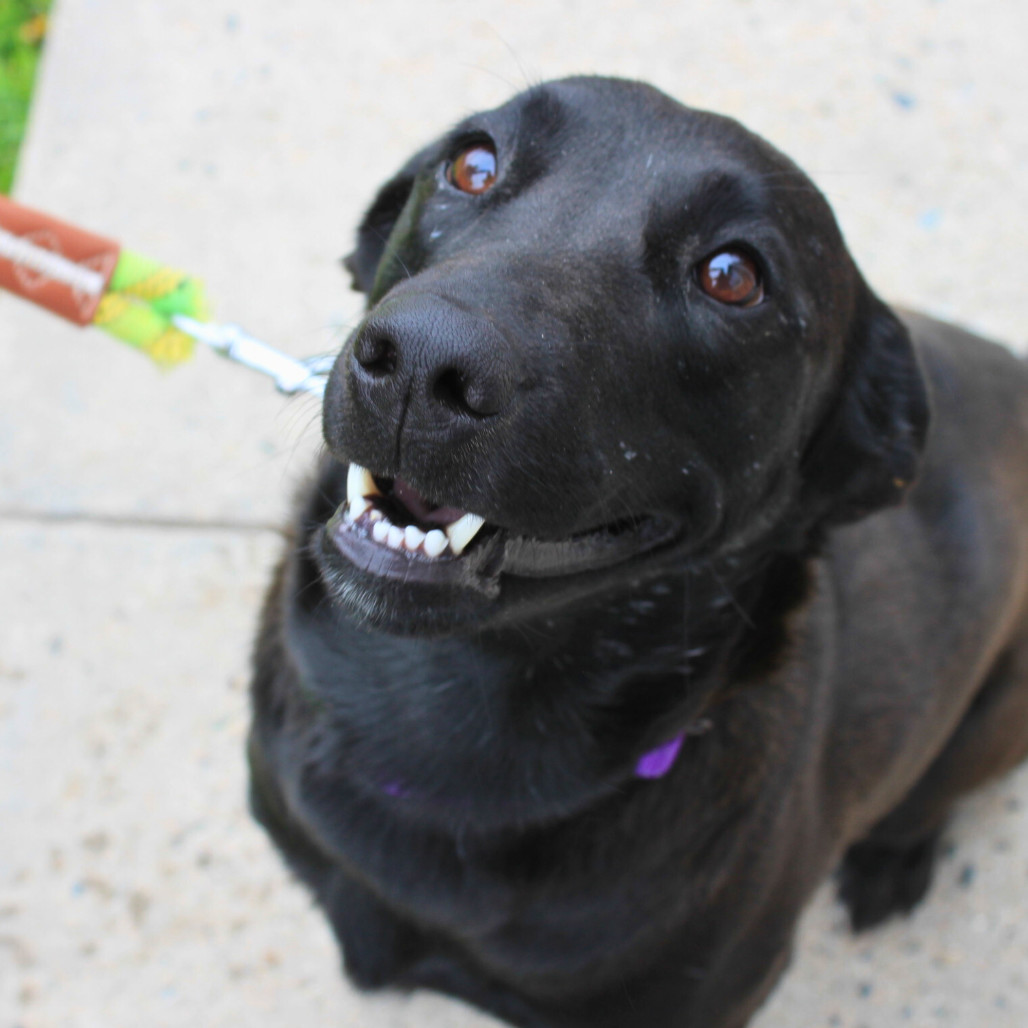 Robin, an adoptable Black Labrador Retriever, Mixed Breed in Cheyenne, WY, 82009 | Photo Image 2