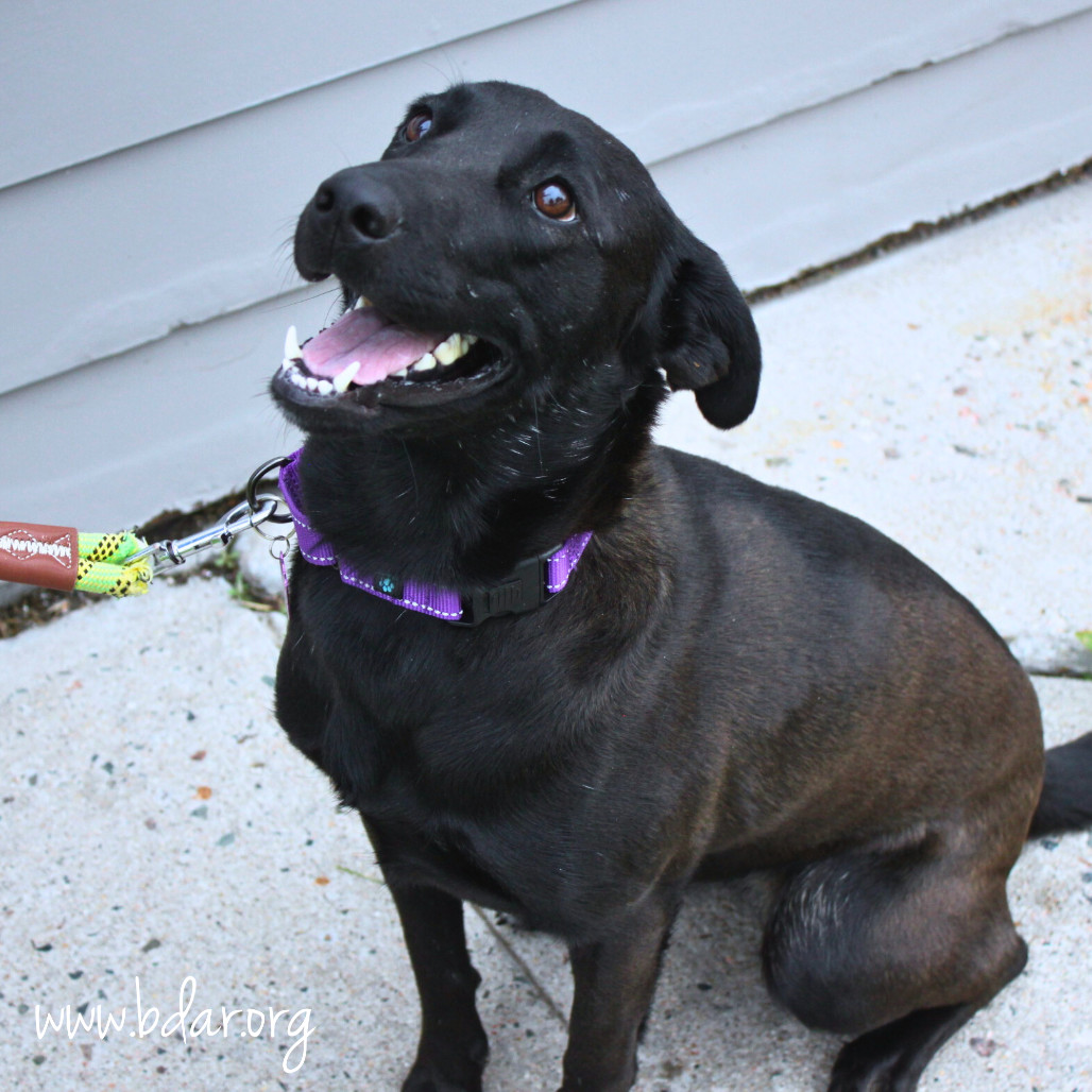 Robin, an adoptable Black Labrador Retriever, Mixed Breed in Cheyenne, WY, 82009 | Photo Image 3