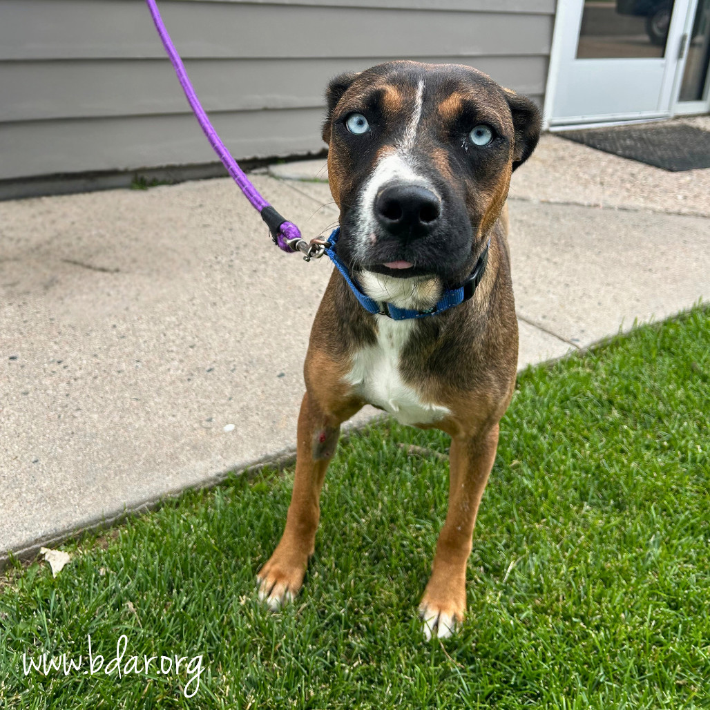 Ruthie, an adoptable Mixed Breed in Cheyenne, WY, 82009 | Photo Image 1
