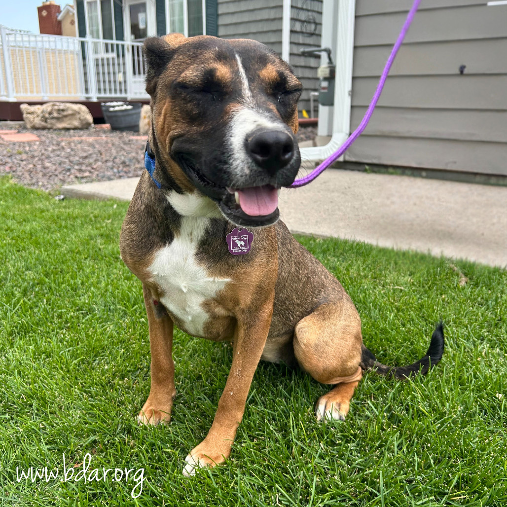 Ruthie, an adoptable Mixed Breed in Cheyenne, WY, 82009 | Photo Image 2