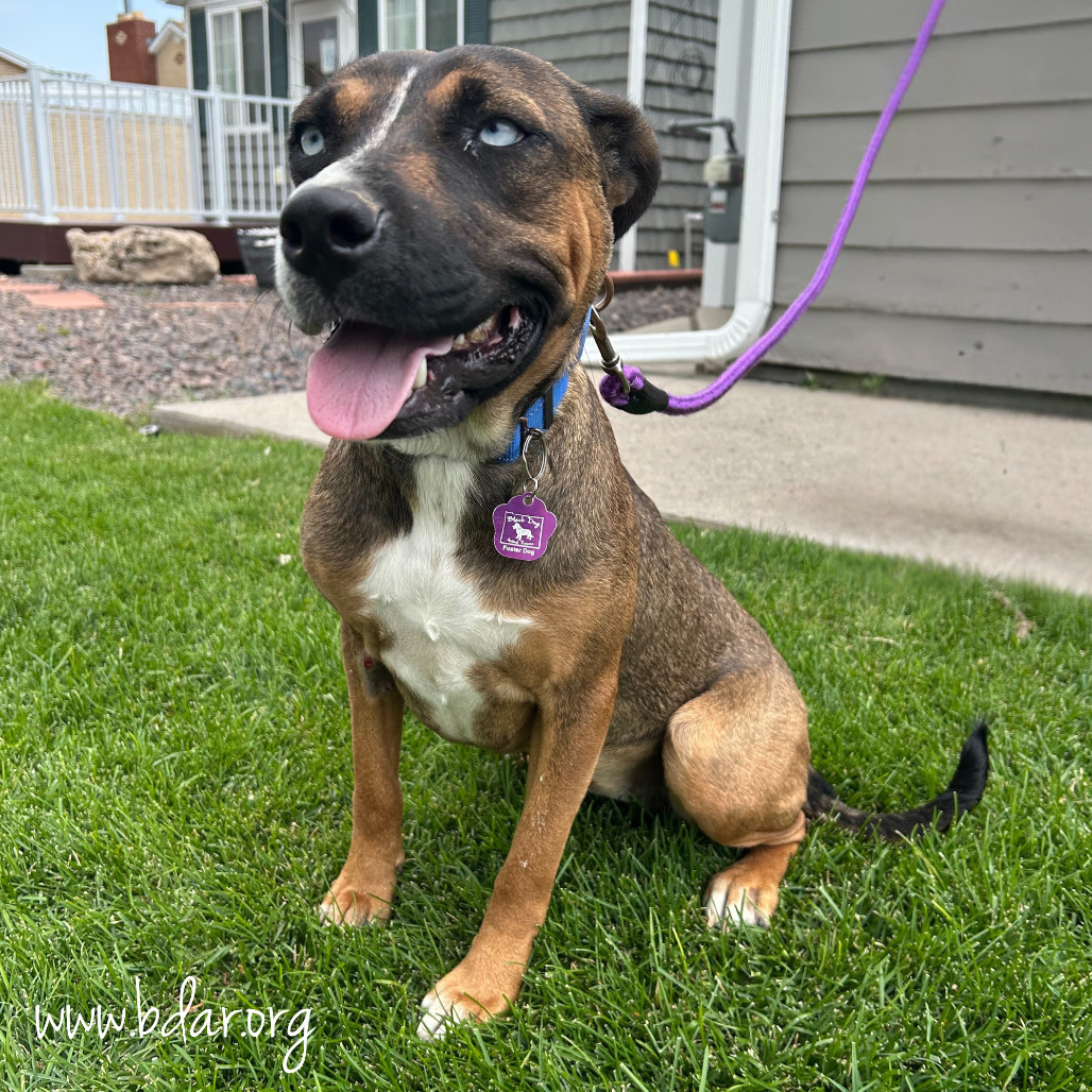 Ruthie, an adoptable Mixed Breed in Cheyenne, WY, 82009 | Photo Image 3