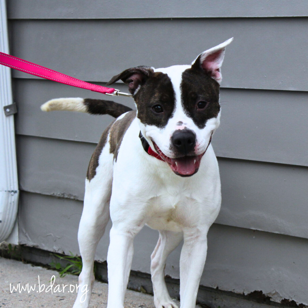 Arrow, an adoptable Pit Bull Terrier, Mixed Breed in Cheyenne, WY, 82009 | Photo Image 1