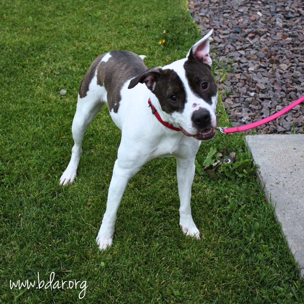 Arrow, an adoptable Pit Bull Terrier, Mixed Breed in Cheyenne, WY, 82009 | Photo Image 2