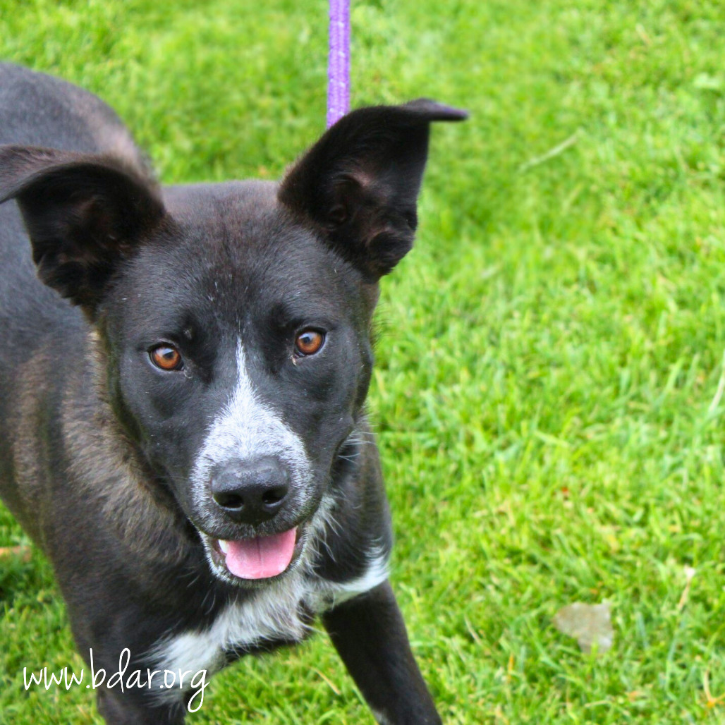 Finnick, an adoptable Rottweiler, Mixed Breed in Cheyenne, WY, 82009 | Photo Image 1