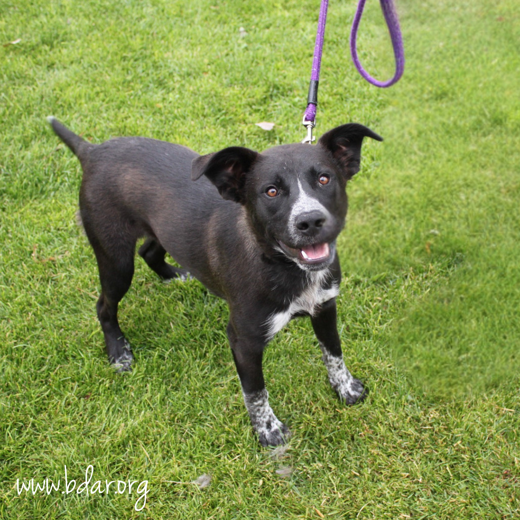 Finnick, an adoptable Rottweiler, Mixed Breed in Cheyenne, WY, 82009 | Photo Image 2