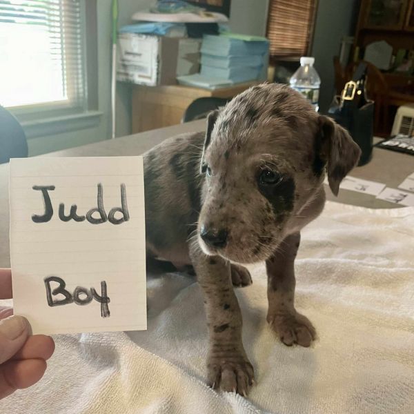 Judd - thumbnail 2