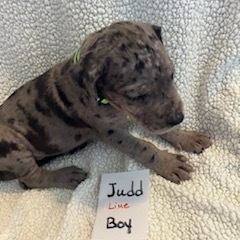 Judd - thumbnail 3