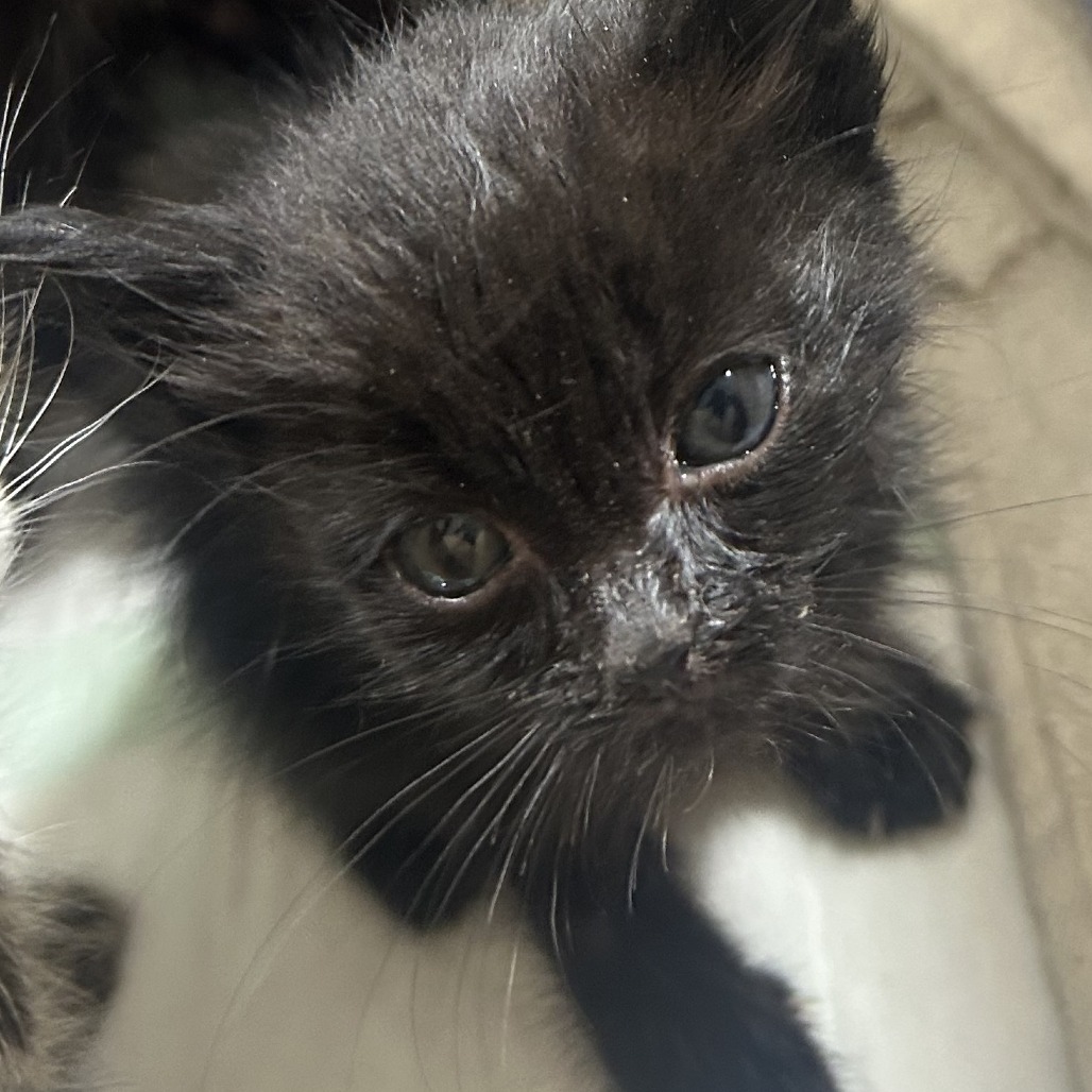 Milo