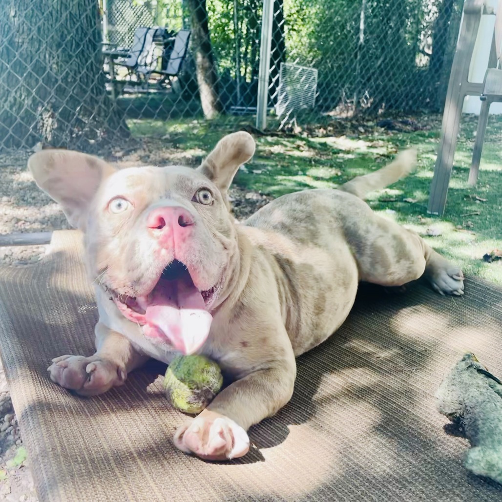 Goblin
