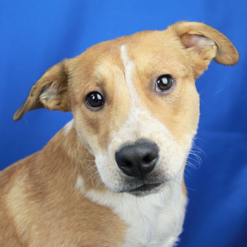 Duke- 052302T