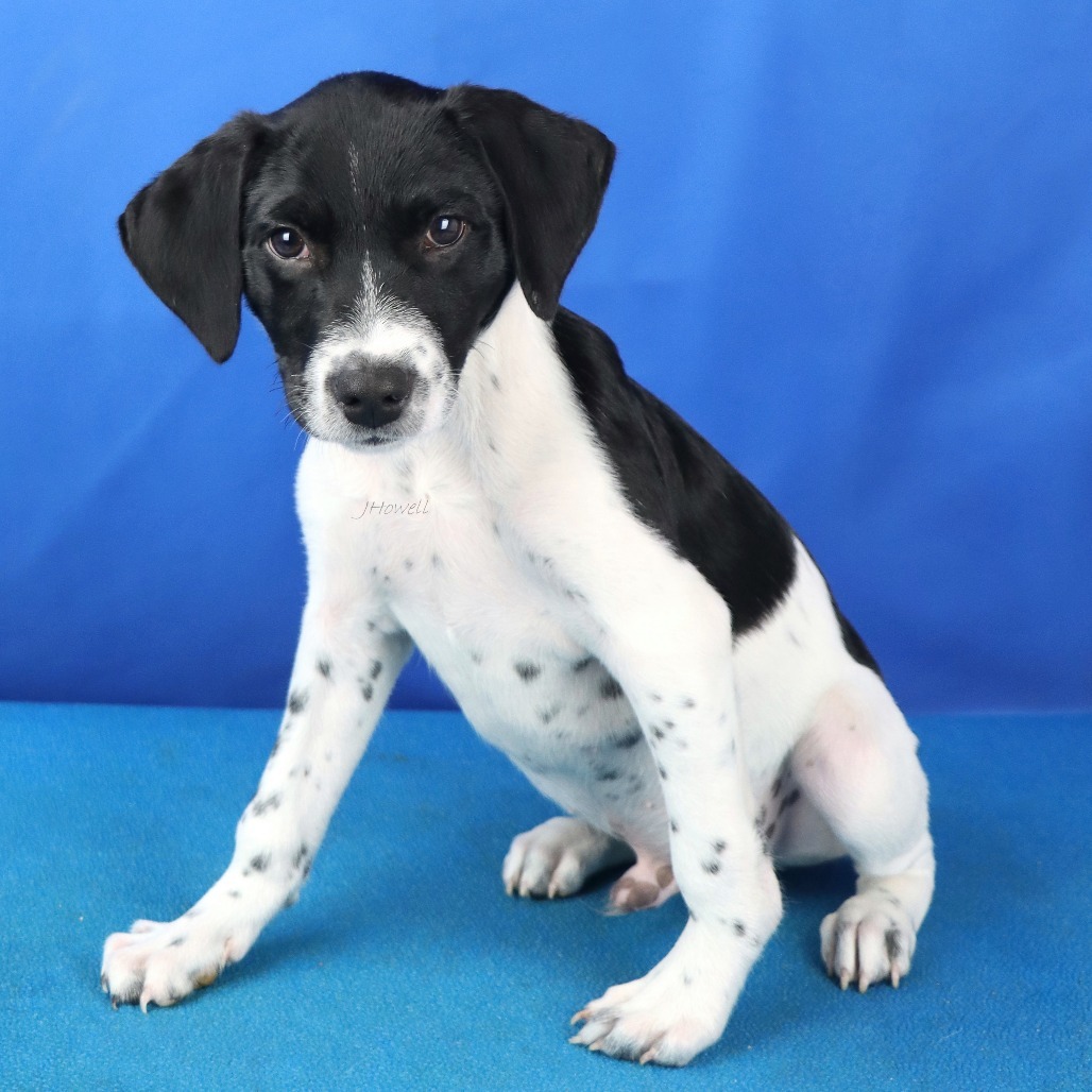 Snoopy - 071007T