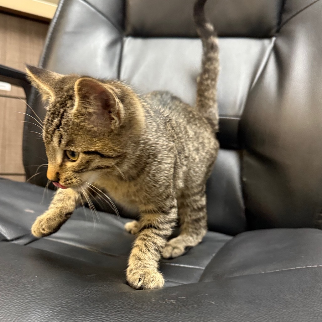 Tars, an adoptable Domestic Short Hair in Great Falls, MT, 59404 | Photo Image 2