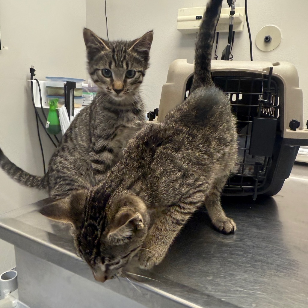 Tars, an adoptable Domestic Short Hair in Great Falls, MT, 59404 | Photo Image 3