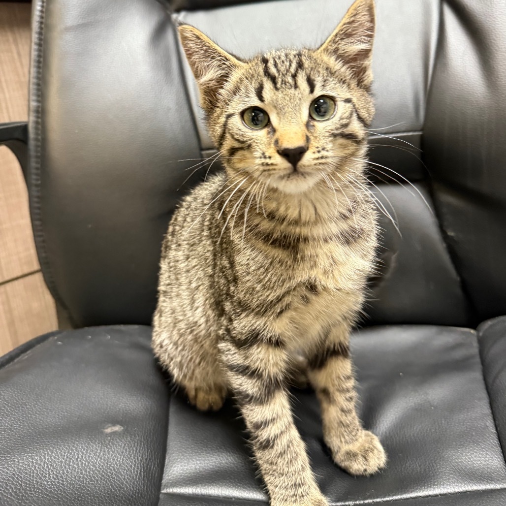 Case, an adoptable Domestic Short Hair in Great Falls, MT, 59404 | Photo Image 1