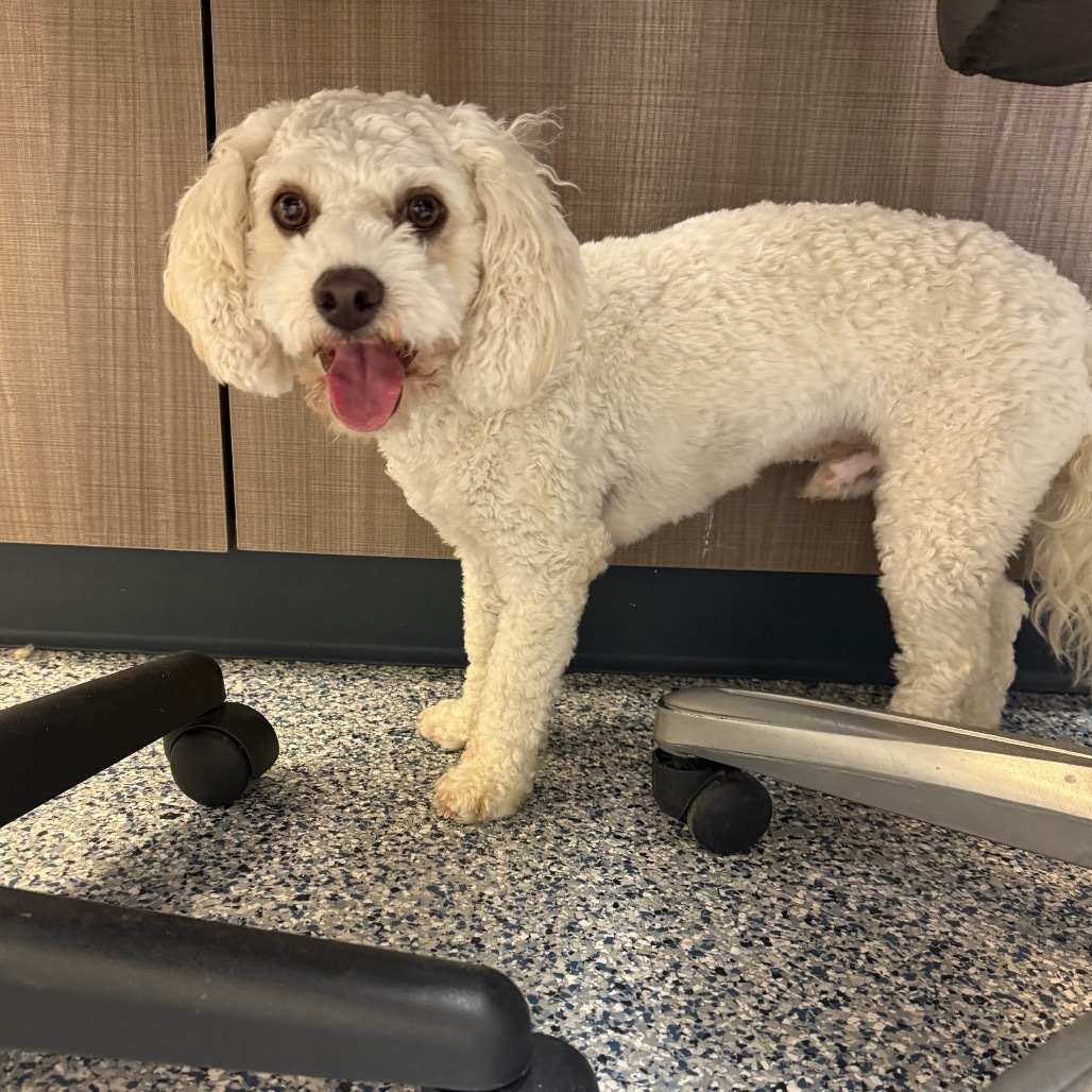 Izzy, an adoptable Cavalier King Charles Spaniel, Mixed Breed in Great Falls, MT, 59404 | Photo Image 2