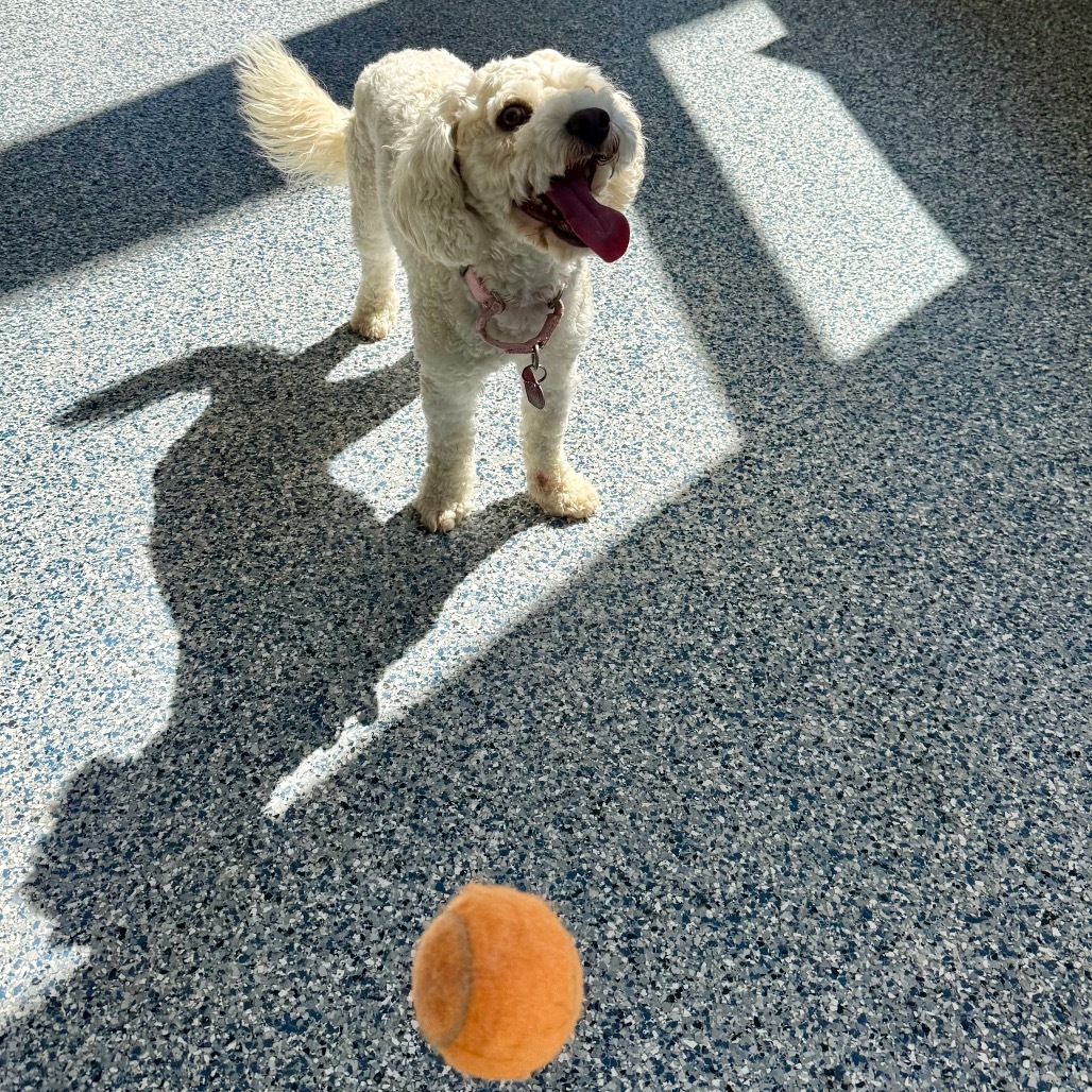Izzy, an adoptable Cavalier King Charles Spaniel, Mixed Breed in Great Falls, MT, 59404 | Photo Image 3