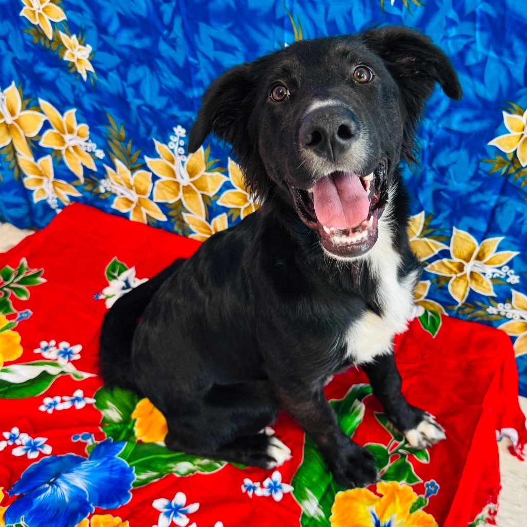 Boho, an adoptable Flat-Coated Retriever, Setter in Binghamton, NY, 13903 | Photo Image 1