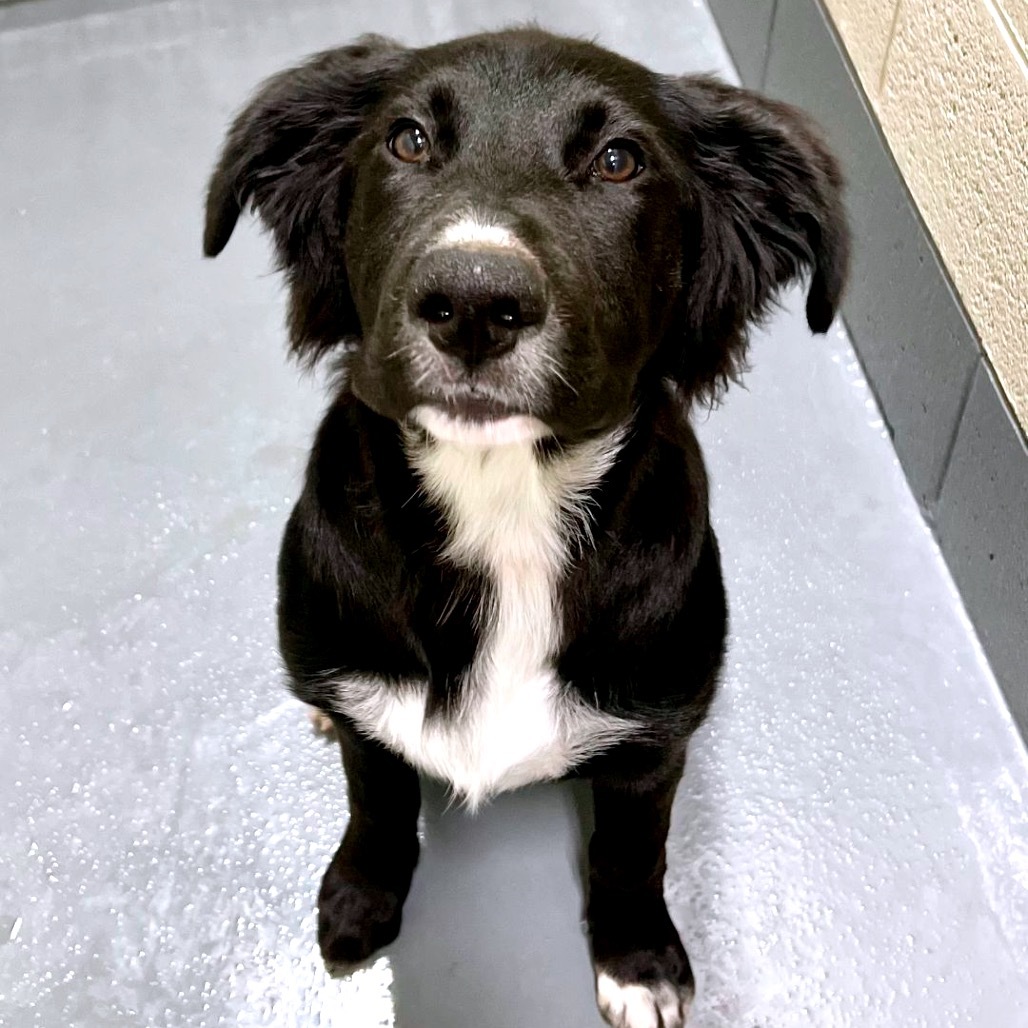Boho, an adoptable Flat-Coated Retriever, Setter in Binghamton, NY, 13903 | Photo Image 2