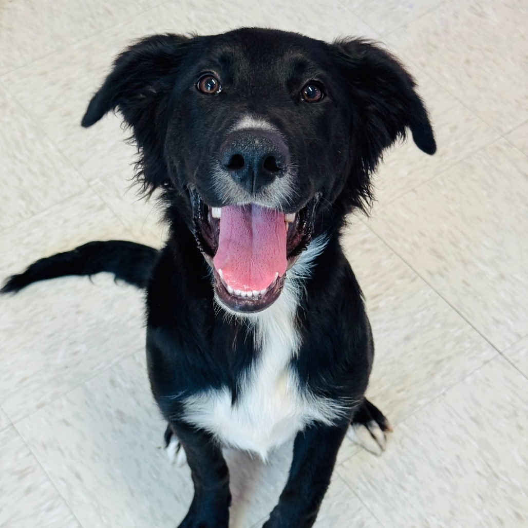 Boho, an adoptable Flat-Coated Retriever, Setter in Binghamton, NY, 13903 | Photo Image 4