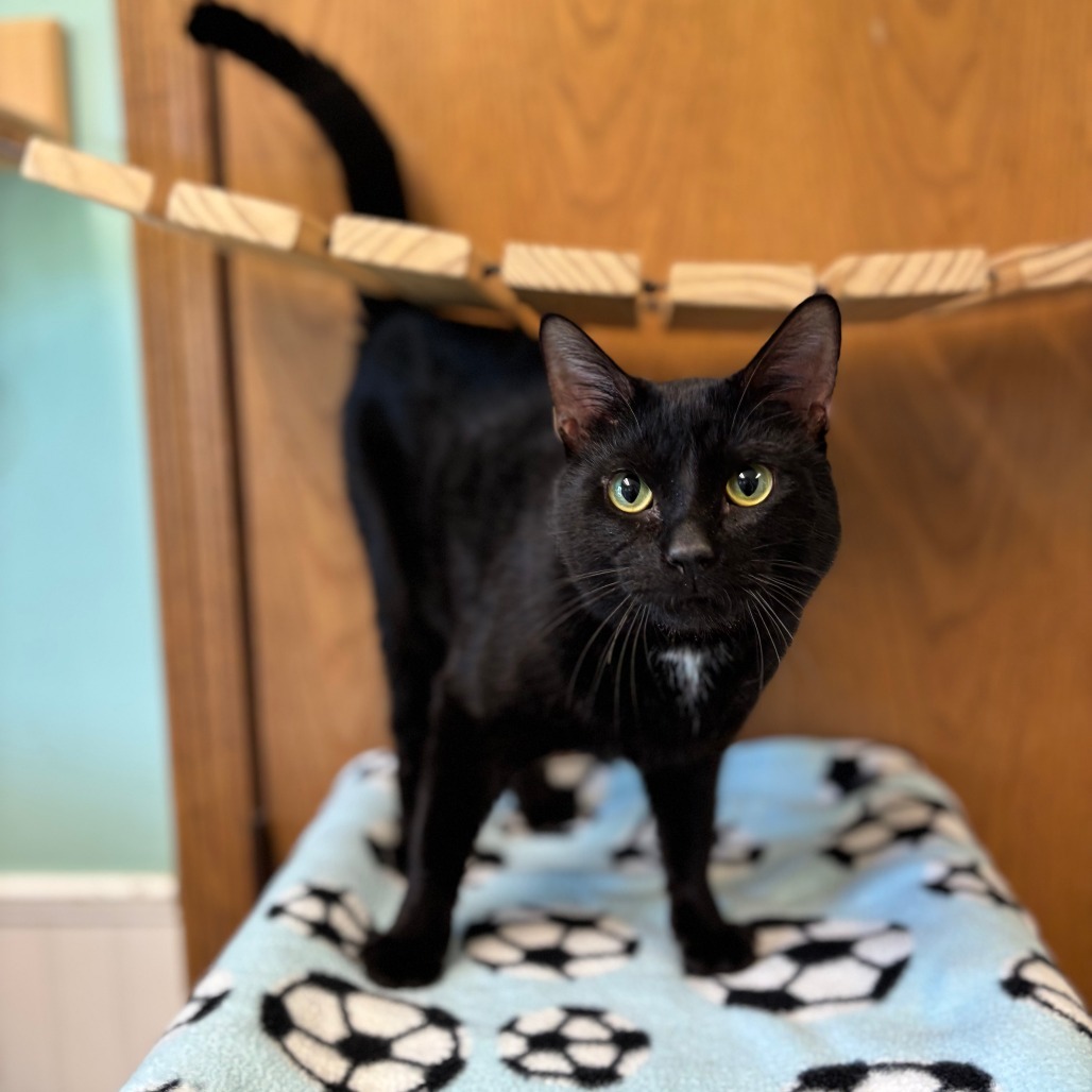 Marcelo--In Foster, an adoptable Domestic Short Hair in Fargo, ND, 58102 | Photo Image 2