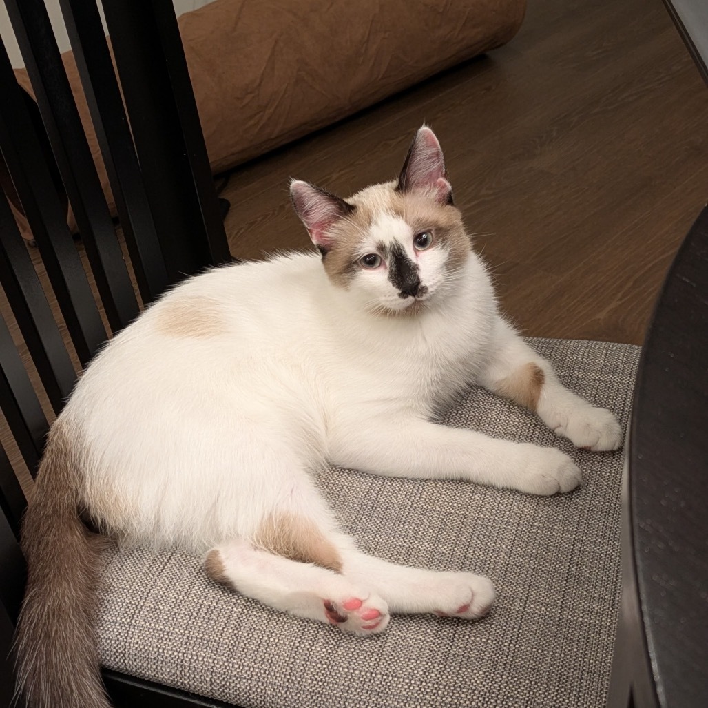 Domino