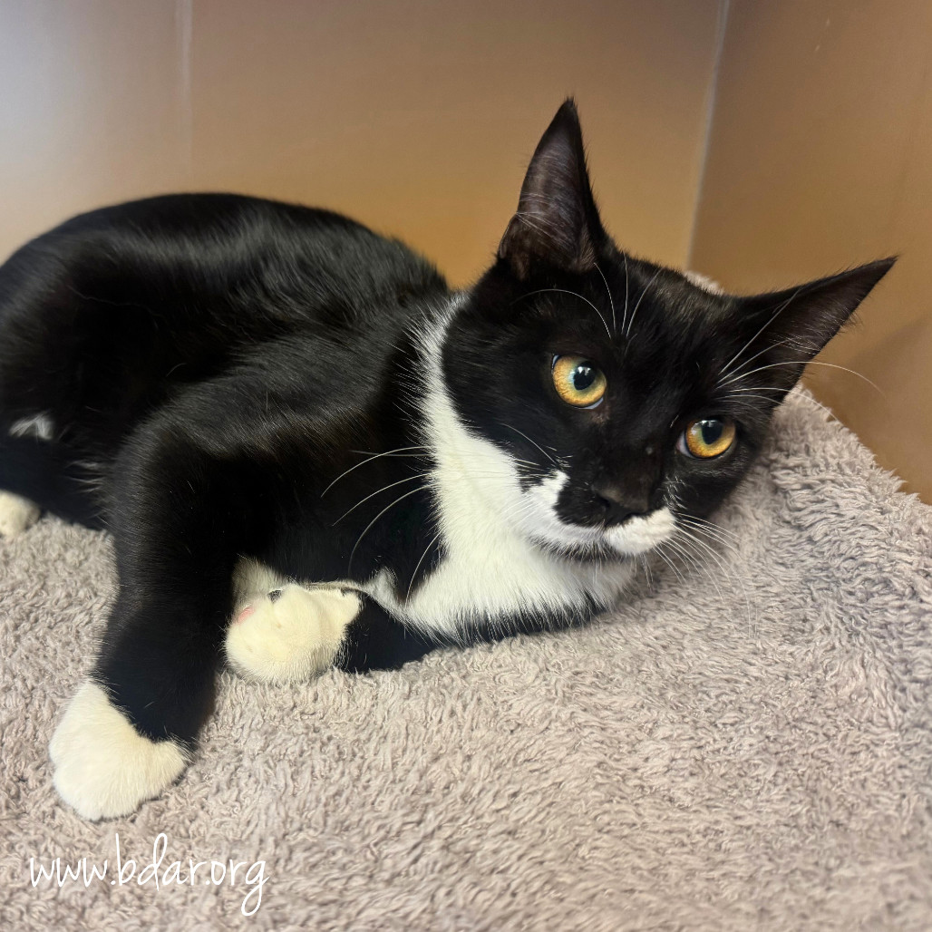 Mittens, an adoptable Domestic Short Hair in Cheyenne, WY, 82009 | Photo Image 1