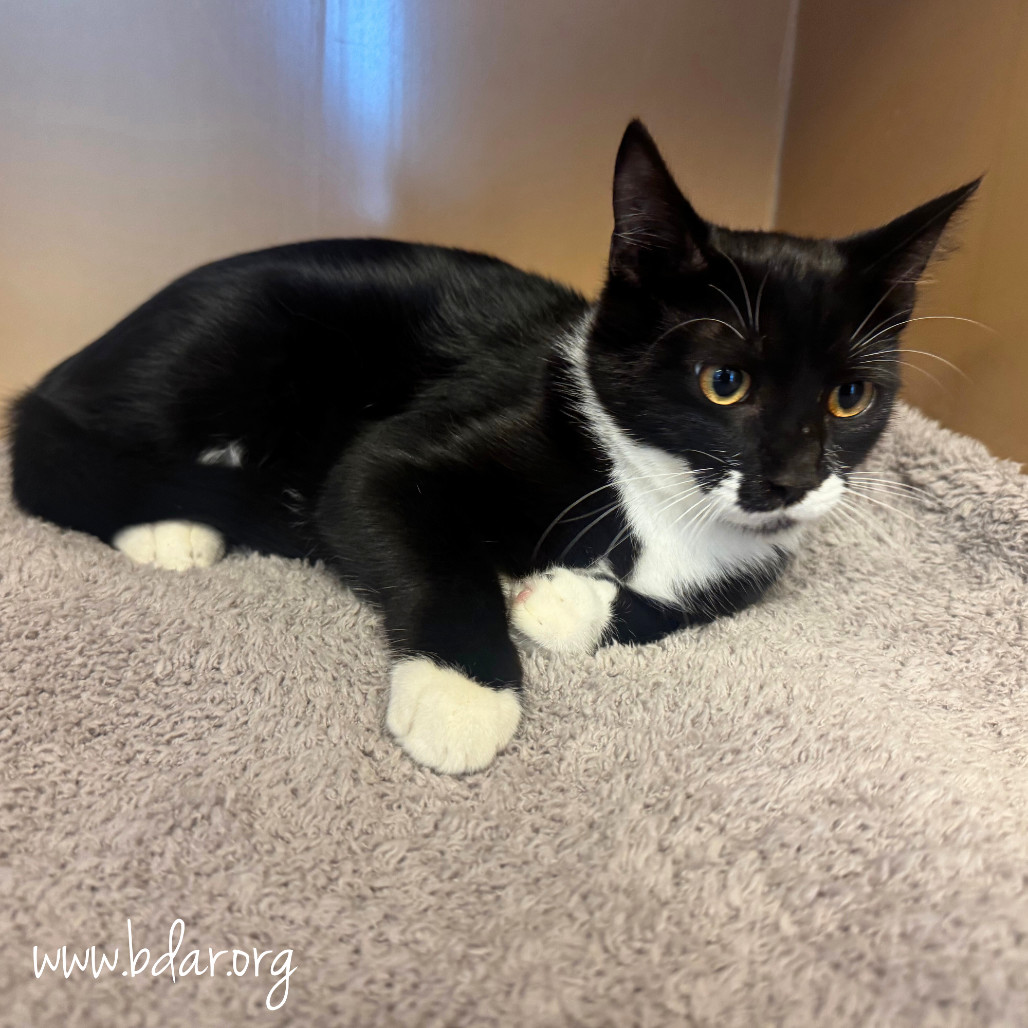 Mittens, an adoptable Domestic Short Hair in Cheyenne, WY, 82009 | Photo Image 2