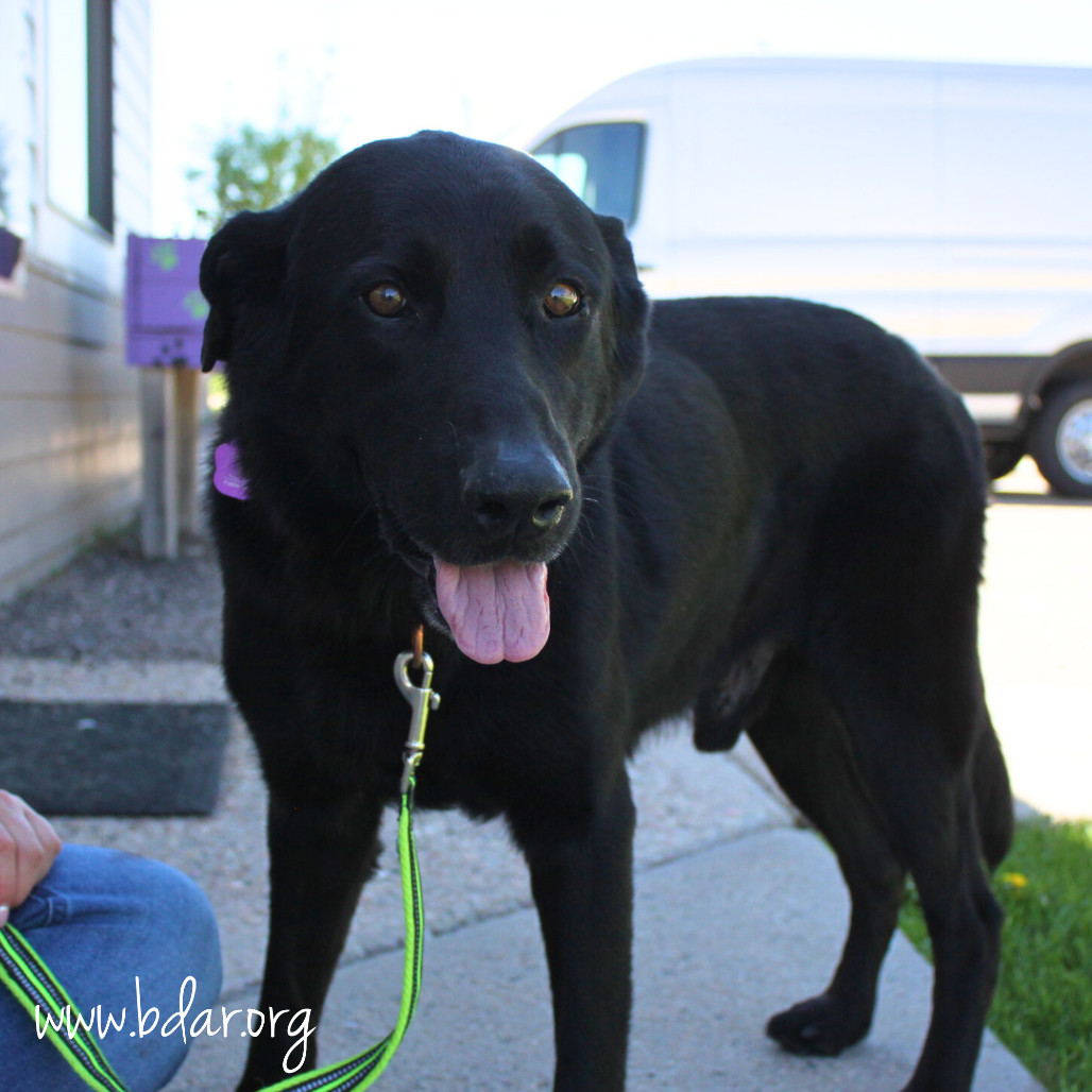 Jet, an adoptable Labrador Retriever in Cheyenne, WY, 82009 | Photo Image 1