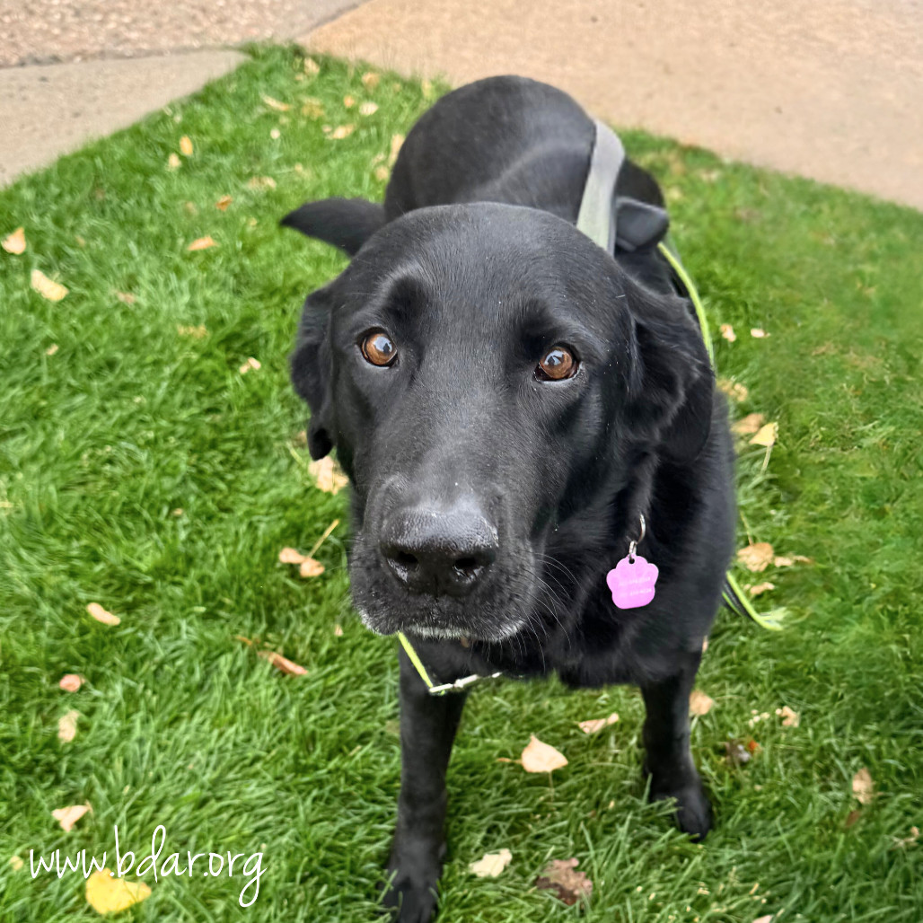 Jet, an adoptable Labrador Retriever in Cheyenne, WY, 82009 | Photo Image 1