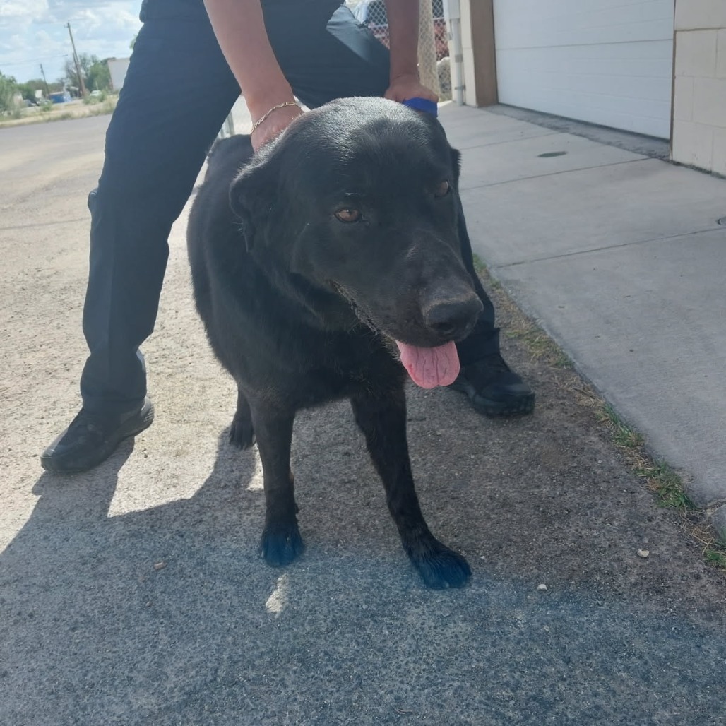 Jet, an adoptable Labrador Retriever in Cheyenne, WY, 82009 | Photo Image 2